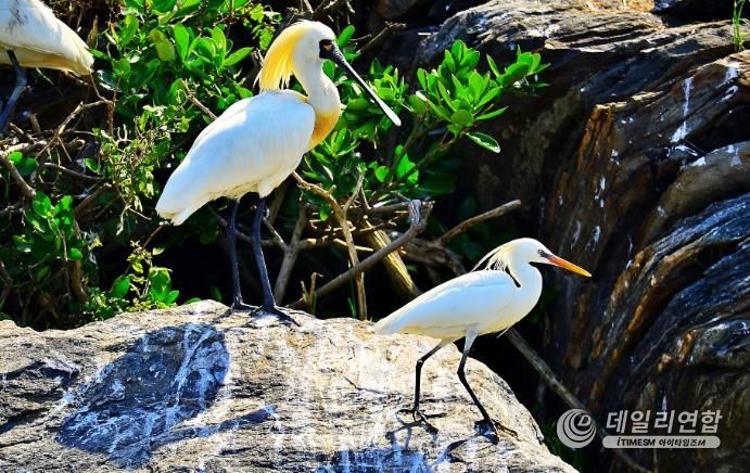 노루섬의 저어새와 노랑부리백로 모습