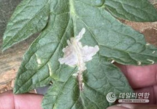 잎 피해 사진
