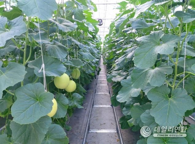 청양군 농업기술센터, 시설채소 양액재배 품목 다변화 총력