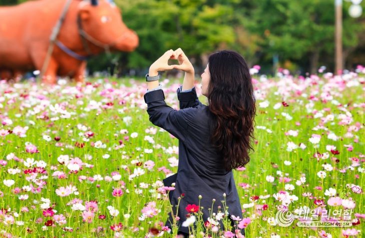 왕피천공원에 5,000㎡ 코스모스 군락 조성