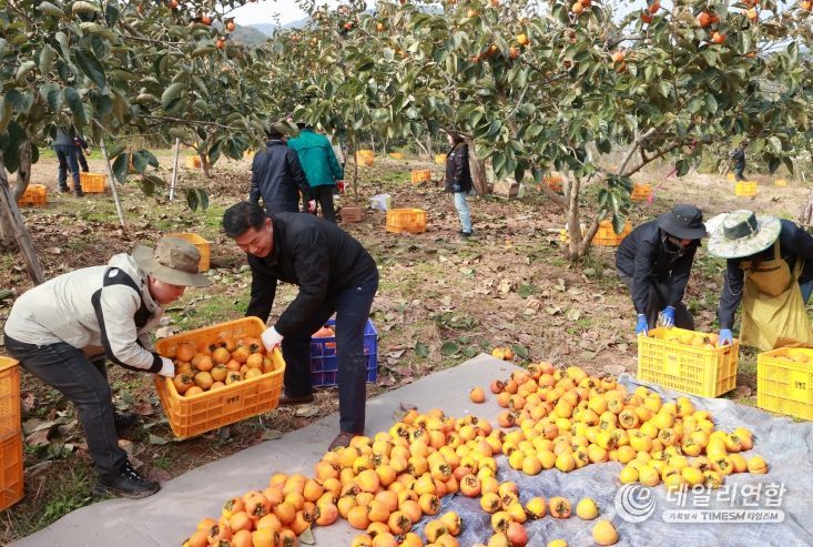의령군 공무원 농촌 일손돕기